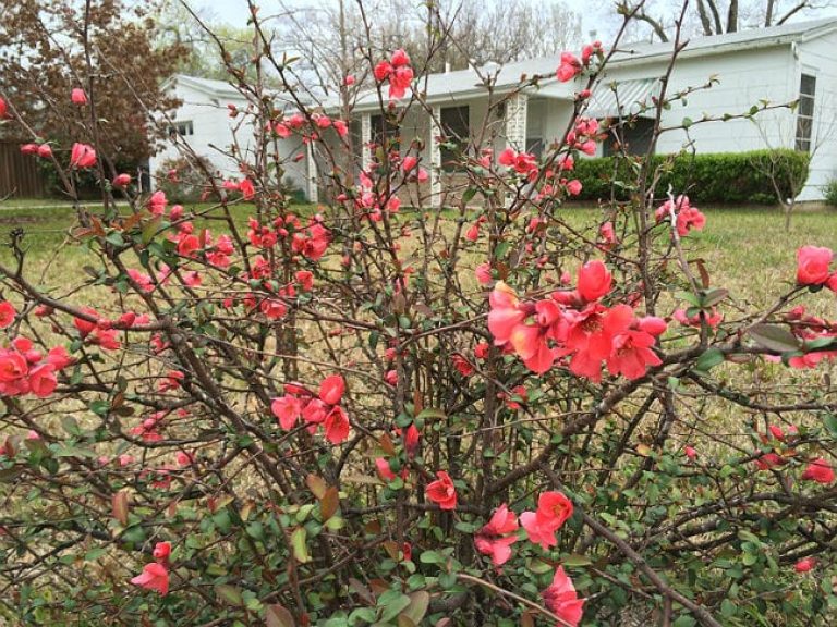 1488980238Flowering-Quince-Chaenomeles-japonica-form4.jpg