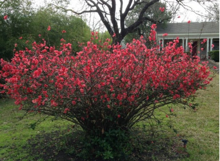 1488980245Flowering-Quince-Chaenomeles-japonica-form.jpg