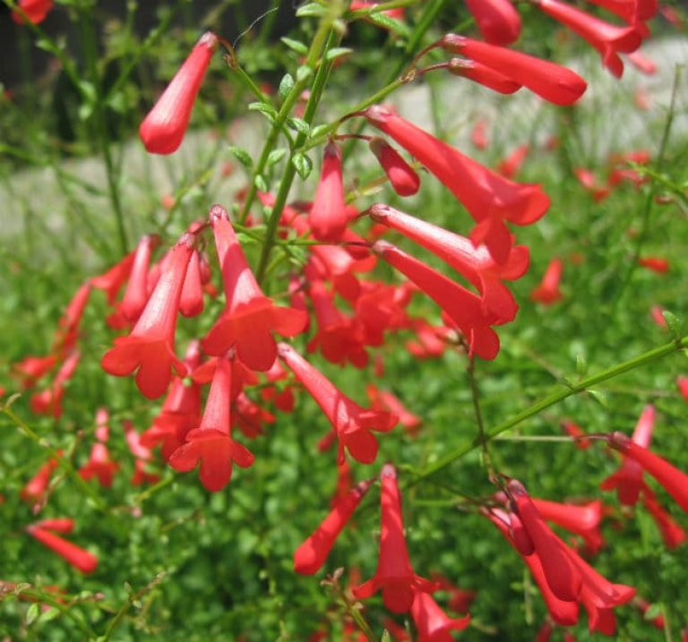 1488980626Firecracker-plant-Russelia-equisetiformis-flower-detail.jpg