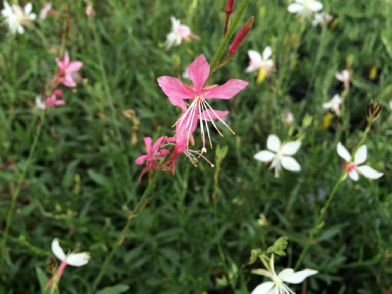 1488988373Gaura-Gaura-lindheimeri-detail-flowering-May-2015.jpg