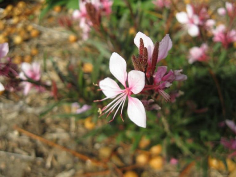 1488988377guara-lindheimeri-detail-flower.jpg