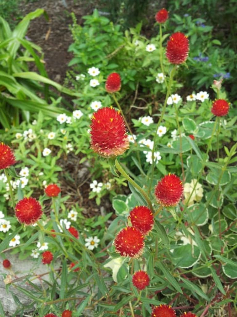 1488989275Globe-Amaranth-Gomphrena-haageana-detail.jpg