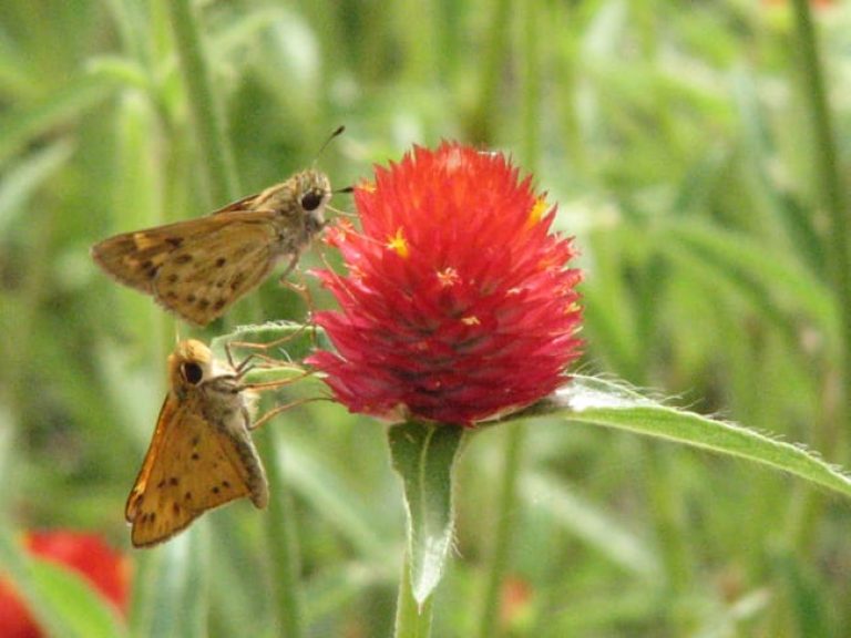 1488989290globeflower-gomphrena-haageana-detail-butterfly.jpg