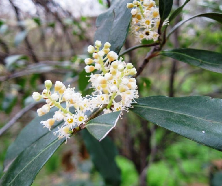 1488991410cherry-laurel-laurus-caroliniana-detail.jpg