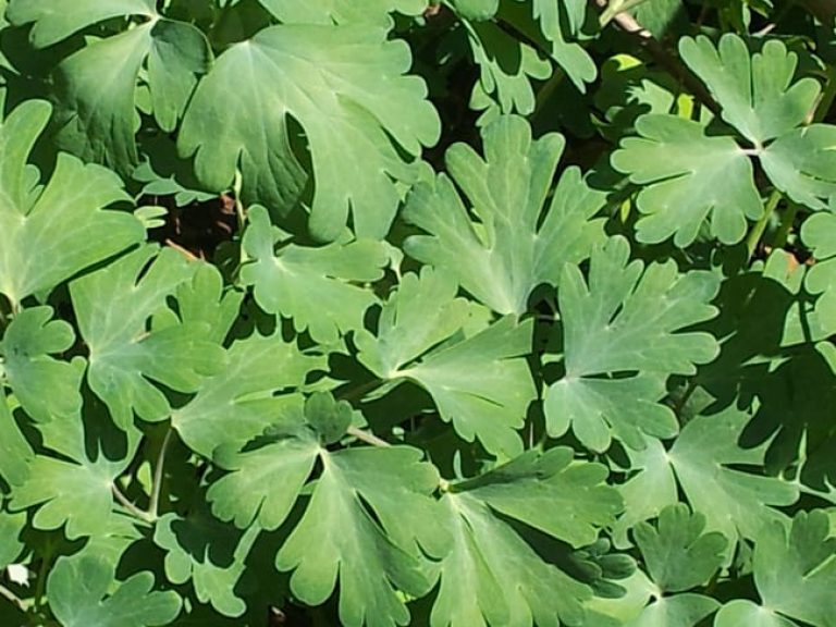 1488992193columbine-aquilegia-hinckleyana-detail.jpg