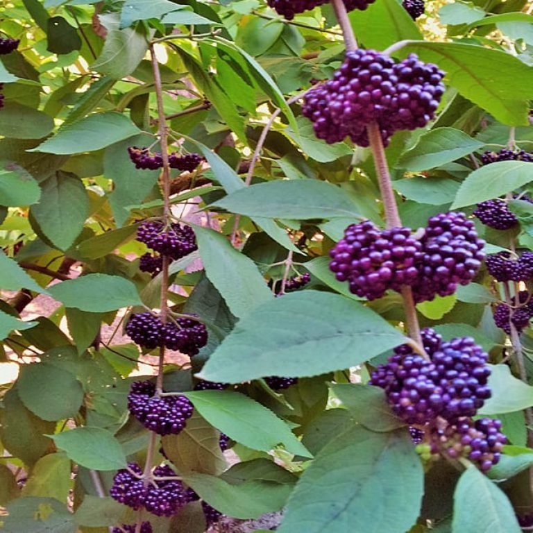 1488994034beautyberry-black-callicarpa-acuminata-detail.jpg