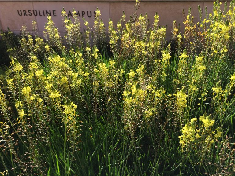 1488997495Bulbine-Bulbine-frutescens-Ursuline-campus-4-2015.JPG