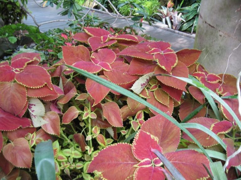 1488997924Coleus-Coleus-spp.jpg