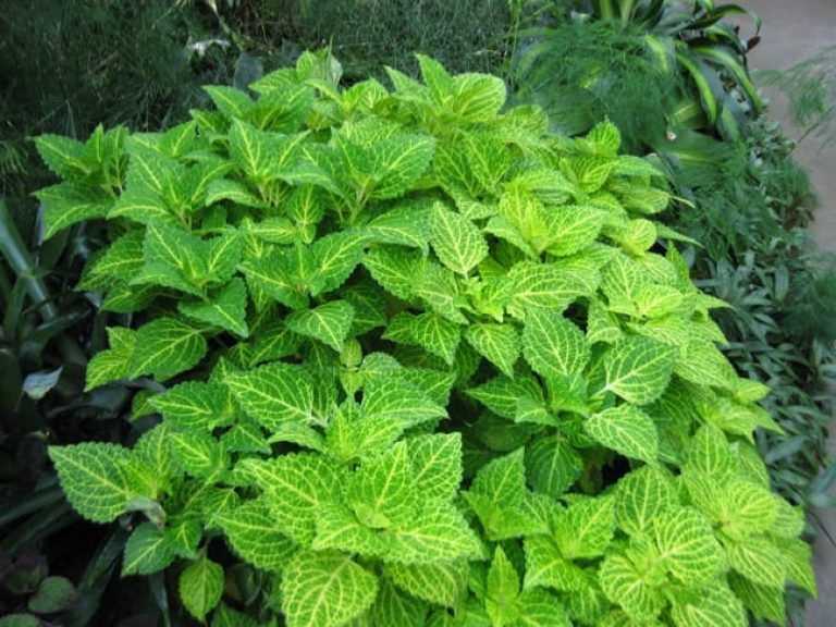 1488997930Coleus-Coleus-spp-Lime.jpg