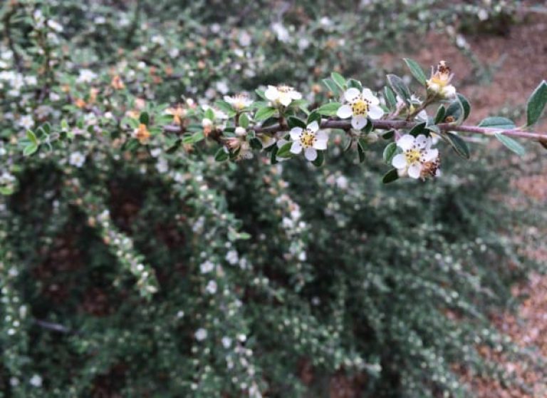 1488999077Cotoneaster-gray-leaf-Cotoneaster-glaucophyllus-detail-flowering.jpg