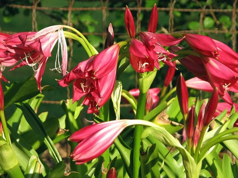 1488999891cemetery-lily-crinum-sp-detail.JPG