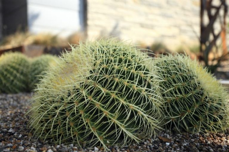 1489001322Golden-barrel-cactus-Echinocactus-grisonii-detail-Inverness-EP-10-2015.jpg