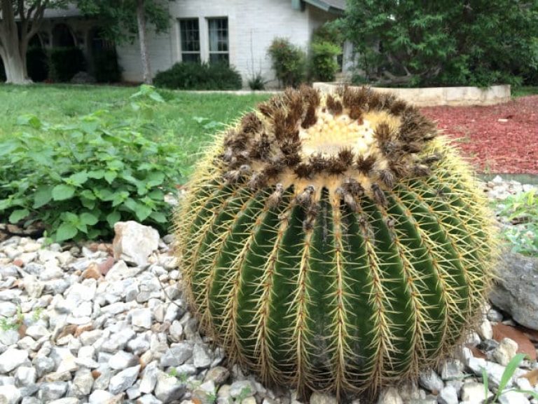 1489001326Golden-Barrel-Cactus-Echinocactus-grusonii-form.jpg