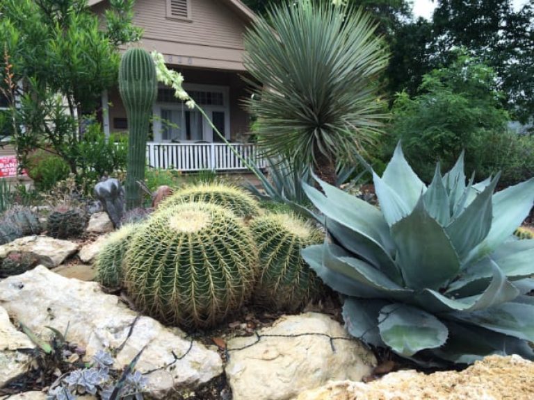 1489001334Golden-barrel-cactus-Echinocactus-grusonii-form-bmw.jpg