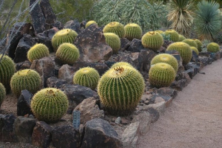 1489001339Golden-Barrel-Cactus-Echinocactus-grusonii-form-Phoenix-Desert-Botanical.jpg