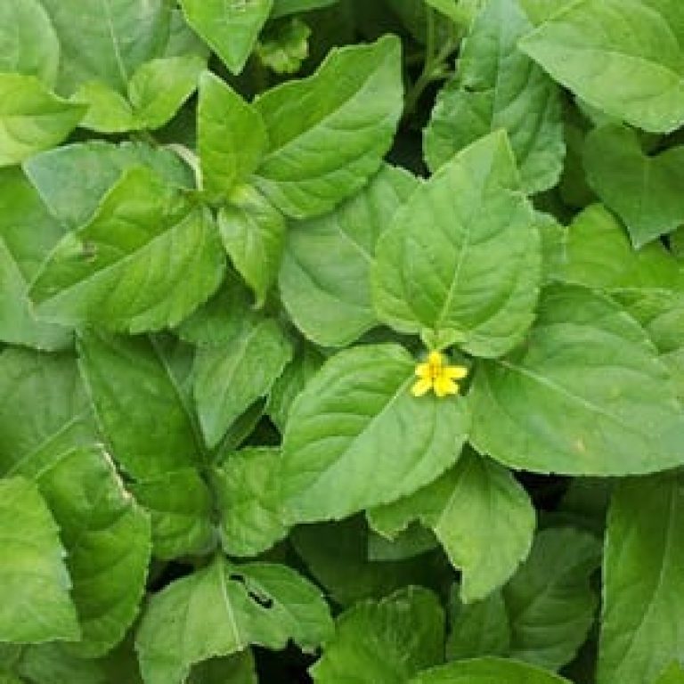 1489002496horseherb-calyptocarpus-vialis-20121007-detail-290x290.jpg