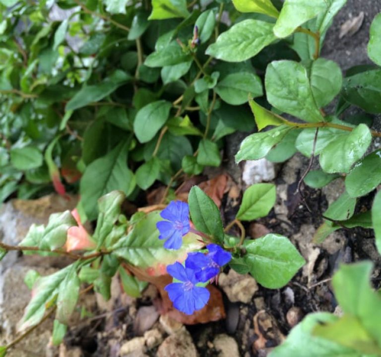 1489004107Plumbago-Dwarf-Ceratostigma-plumbaginoides-detail.jpg