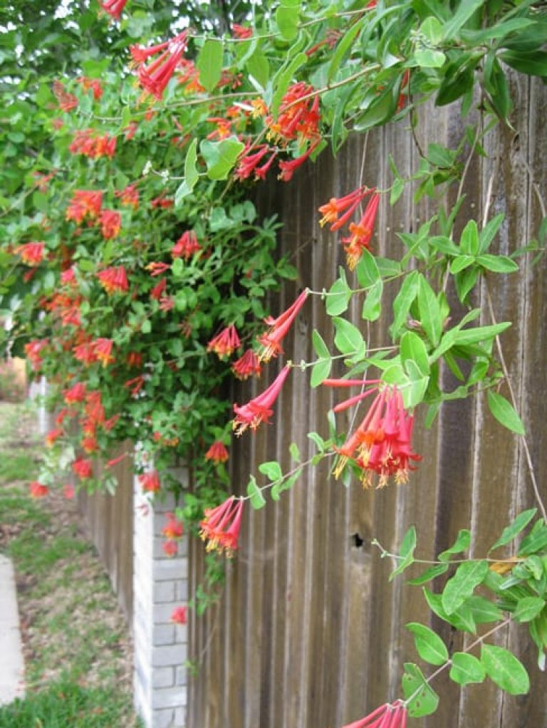 1489004231honeysuckle-coral-lonicera-sempervirens-form.jpg