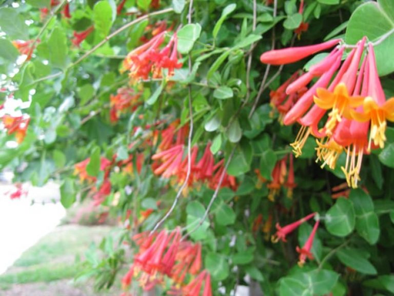 1489004238CORAL-HONEYSUCKLE-lonicera-sempervirens-detail.jpg