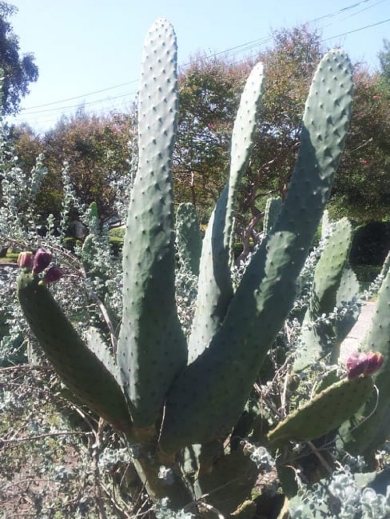 1489004383Prickly-Pear-Cows-Tongue-Opuntia-engellamnnii-var.-linguiformis-form.jpg