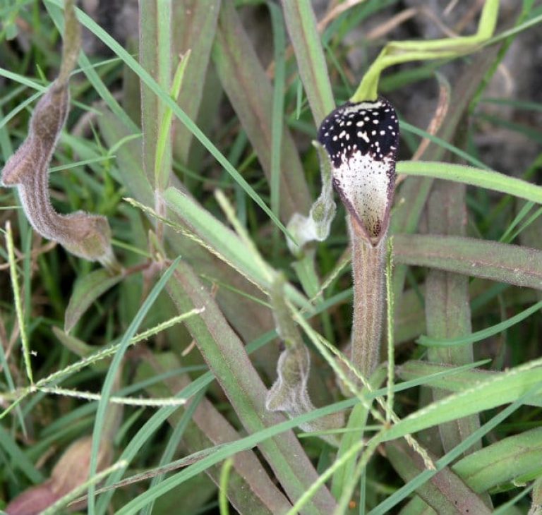 1489006782Swanflower-Aristolchia-erecta-detail.jpg