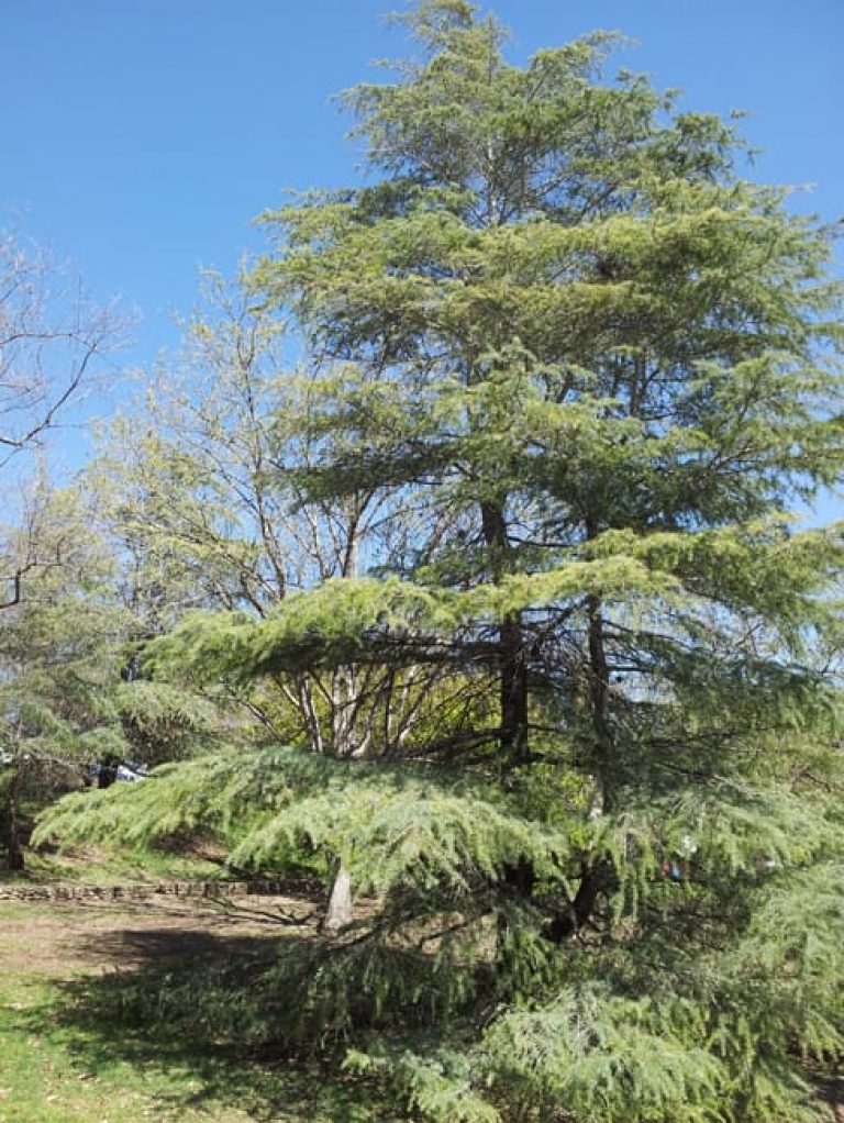 1489010511Deodar-cedar-Cedrus-deodara-form-sunken-garden.jpg