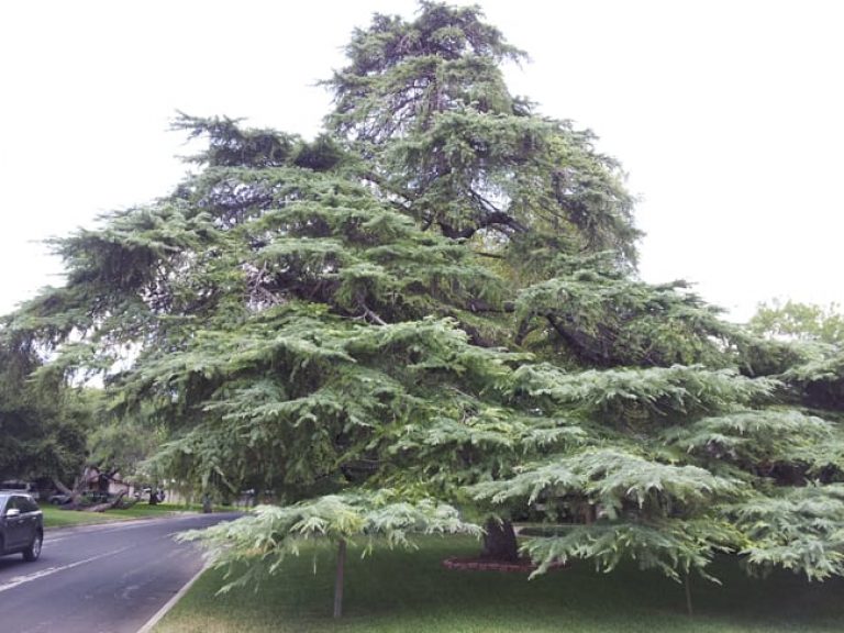 1489010526Deodar-cedar-Cedrus-deodara-form-sprawling-oak-park.jpg