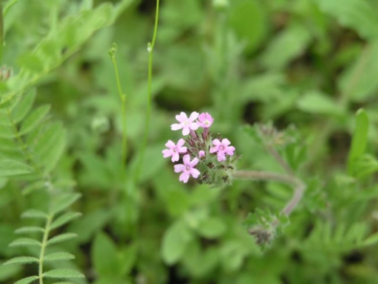 1489061177Low-Verbena-Glandularia-pumila-flower2.jpg