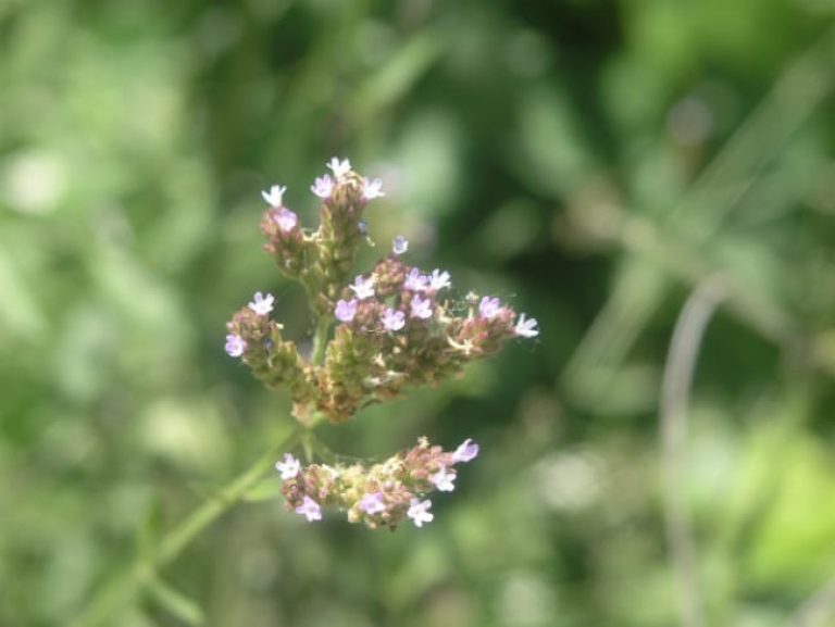 1489061181Low-Verbena-Glandularia-pumila-flower.jpg