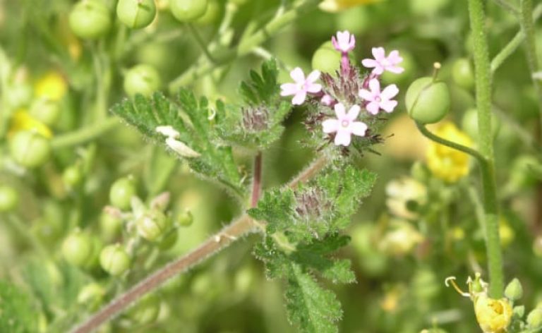 1489061185Low-Verbena-Glandularia-pumila-flower-detail.jpg