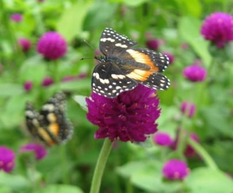 1489074643Bachelor-Button-Gomphrena-globosa-detail.JPG