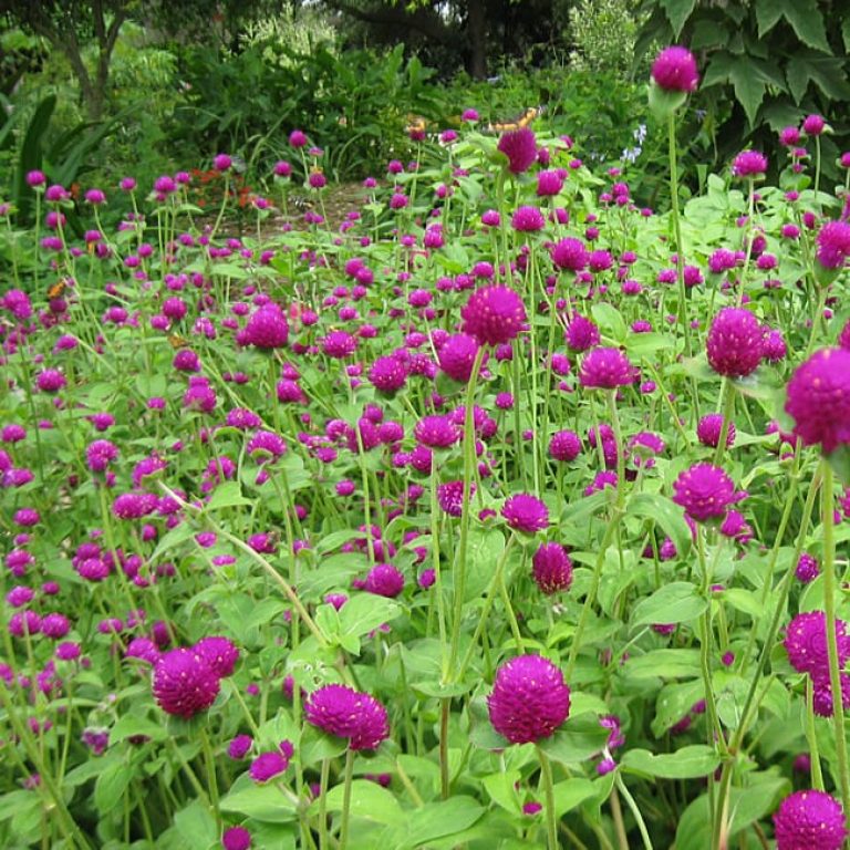 1489074647Bachelor-Button-Gomphrena-globosa-form.jpg