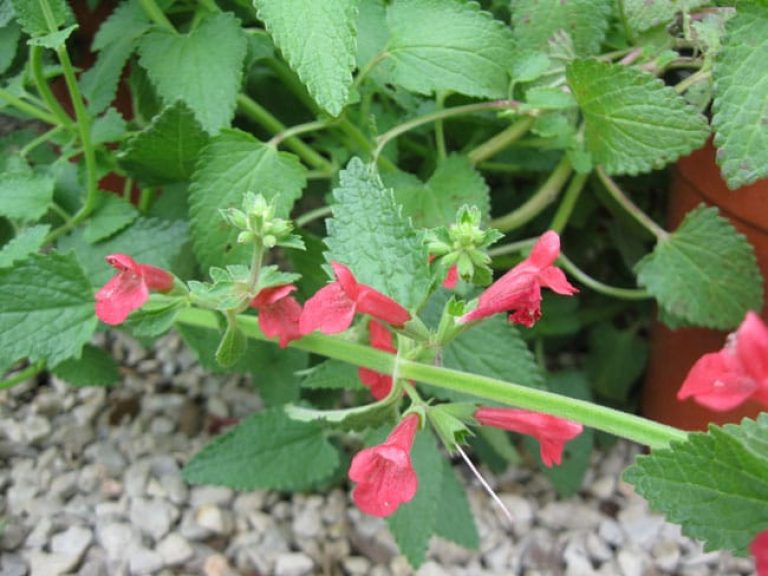 1489075126Texas-Betony-Stachys-coccinea-detail.jpg