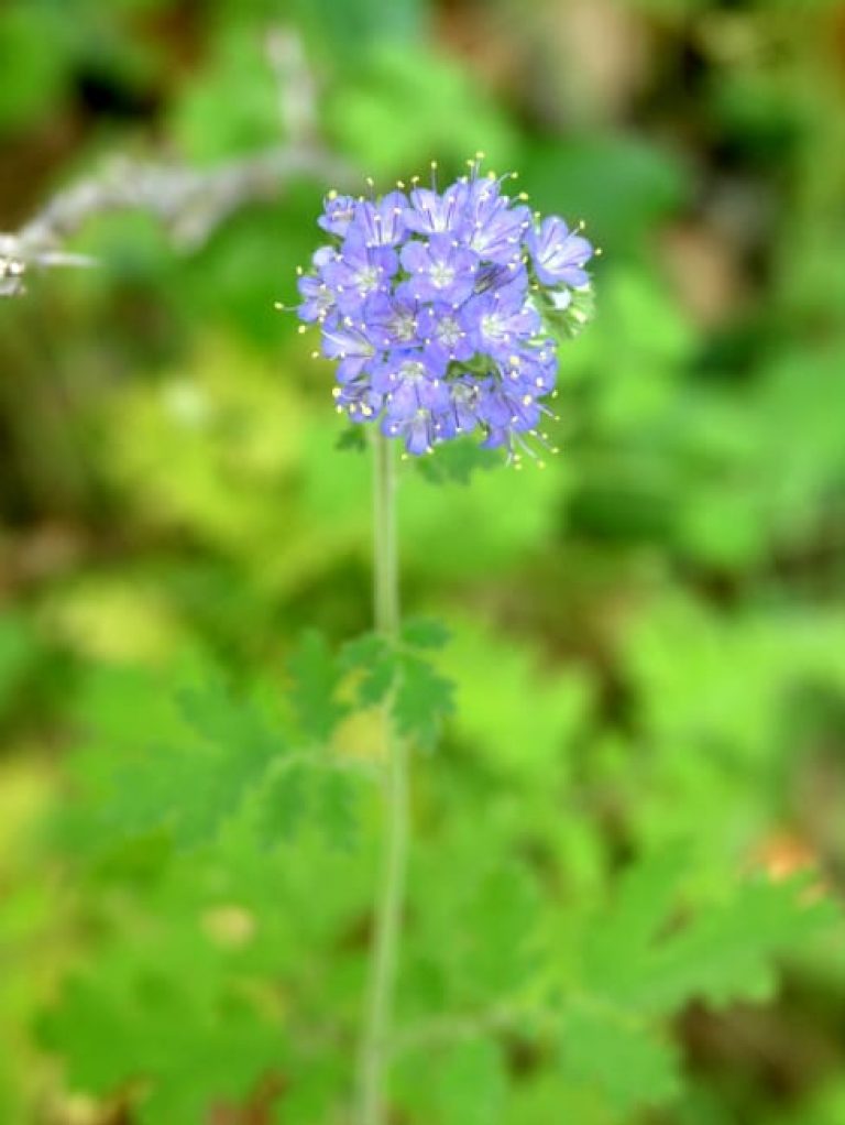 1489075674Blue-curls-Phacelia-congesta-flower-detail.jpg