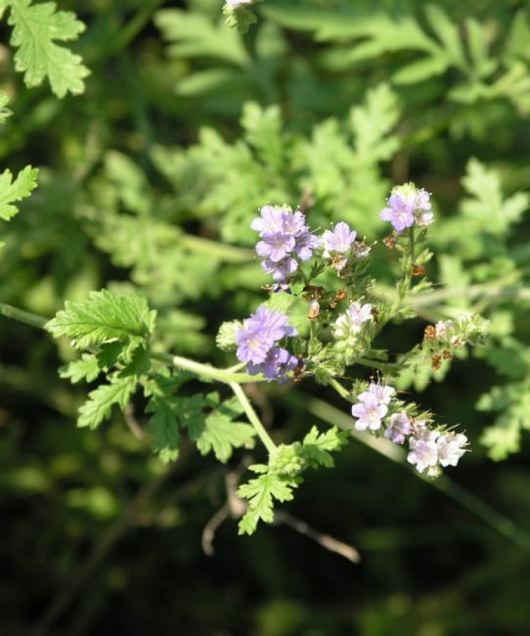 1489075678Blue-curls-Phacelia-congesta-flower-detail3.jpg