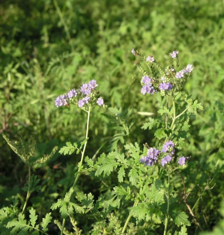 1489075695Blue-curls-Phacelia-congesta-form.jpg