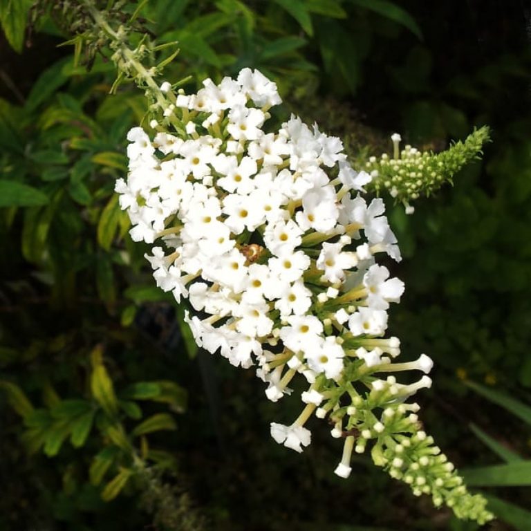 1489076082Butterfly-Bush-Buddleja-davidii-flower-detail.jpg