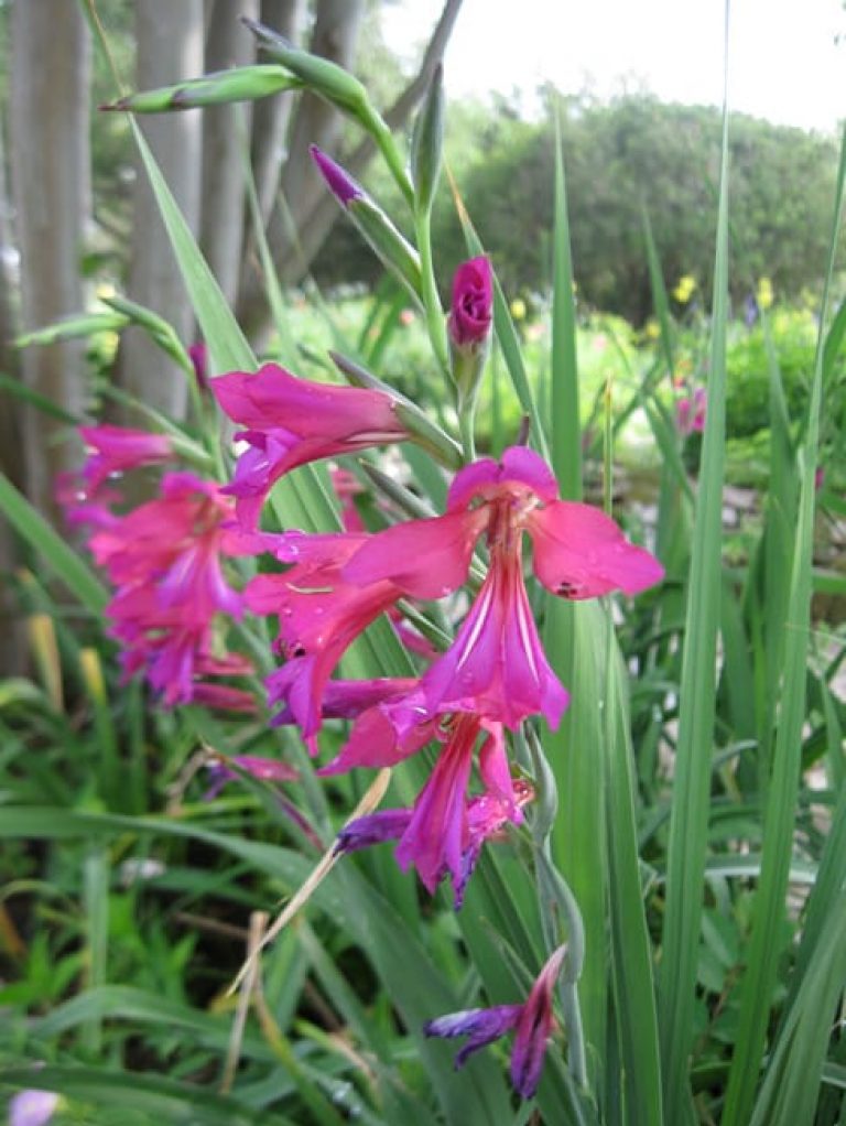 1489076192gladiolus-byzantine-detail-erin.jpg