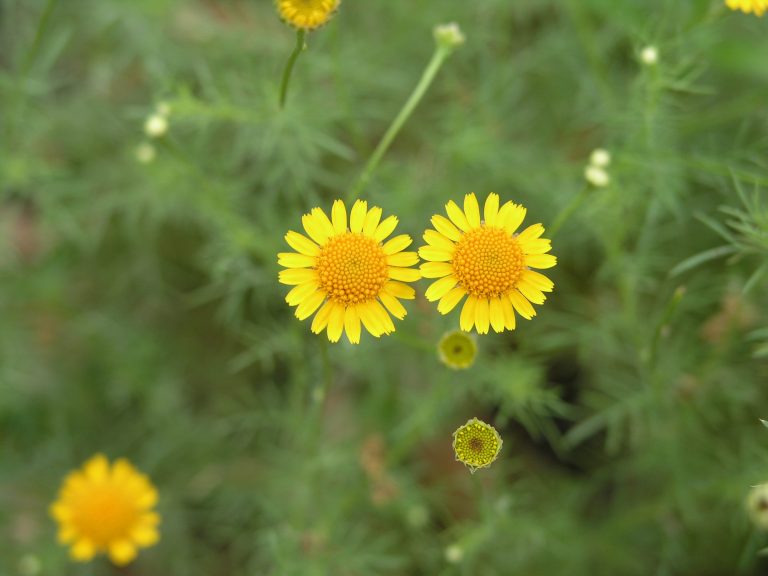 1489078378Texas-Bristleleaf-Thymophylla-tenuiloba-var-texana-bloom-detail.JPG