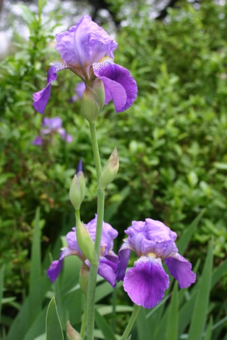 1489173317Iris-Bearded-Iris-germanica-detail-flower.jpg