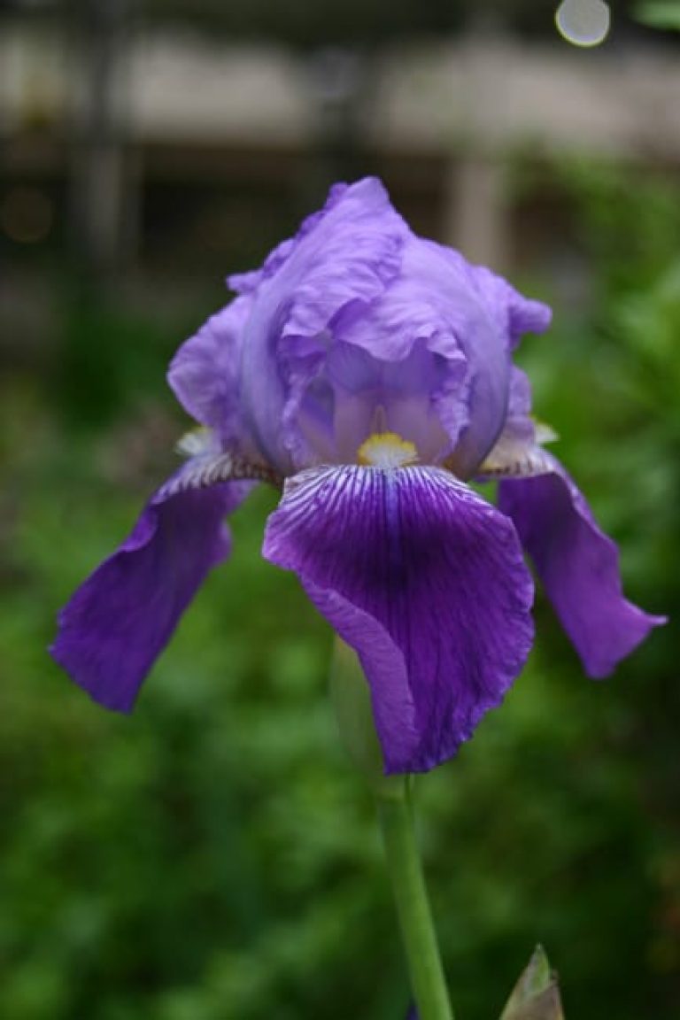 1489173348Iris-bearded-Iris-germanica-detail-flower-1.jpg