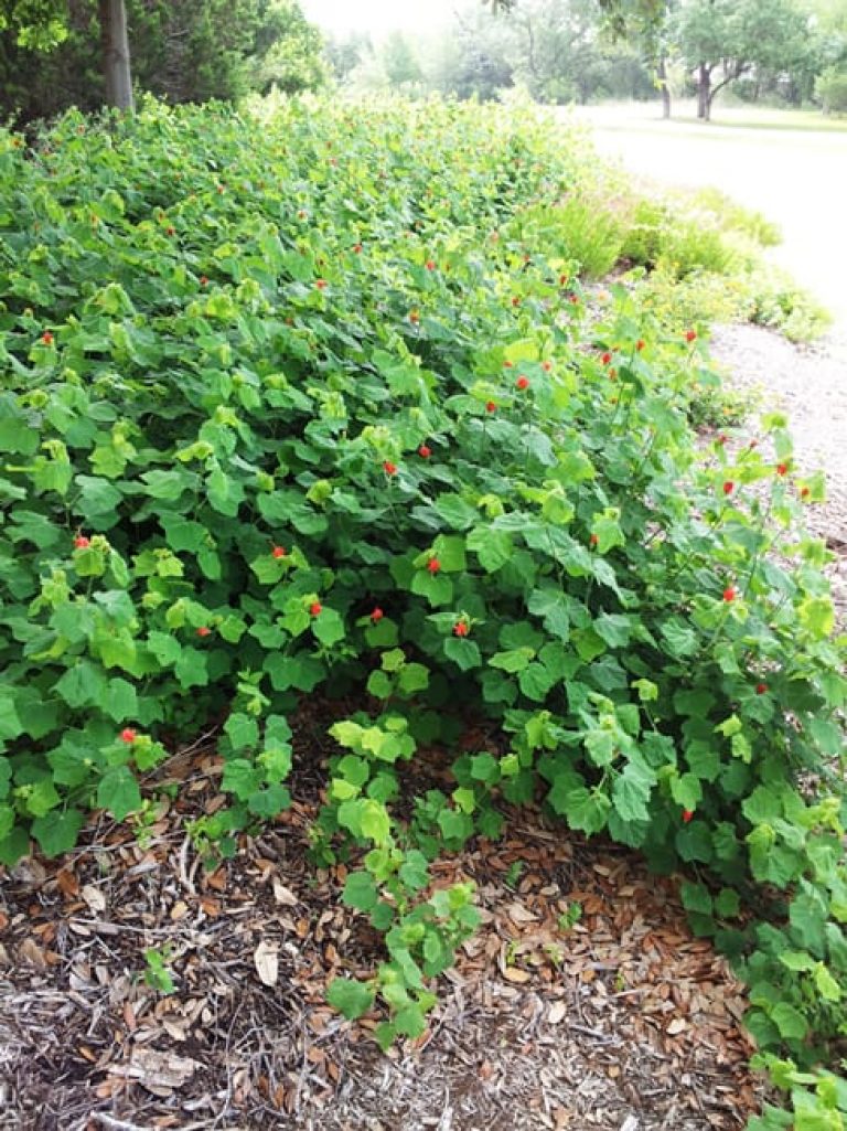 1489437711Turks-cap-Malvaviscus-drummondii-form-large-landscape-bed-on-Alamo-Ranch-Parkway.jpg