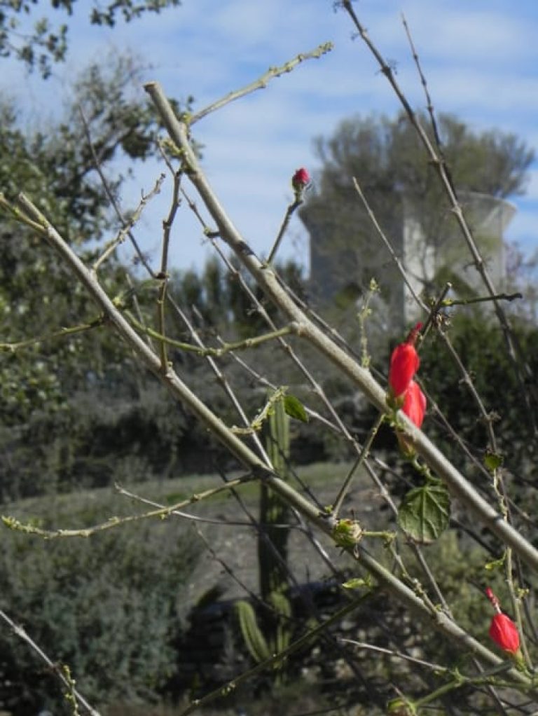 1489437768Turks-cap-Malvaviscus-drummondii-detail-winter-january-buds-and-flowers.jpg