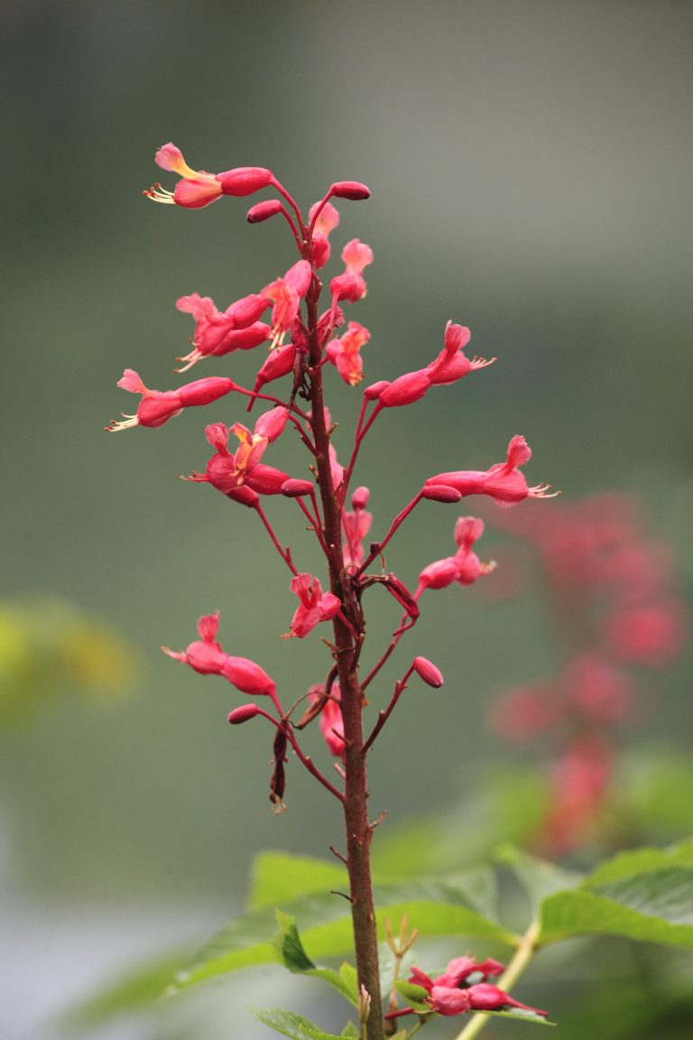 1489440102Red-buckeye-Aesculus-pavia-detail-flowering-riverwalk-epohl.JPG