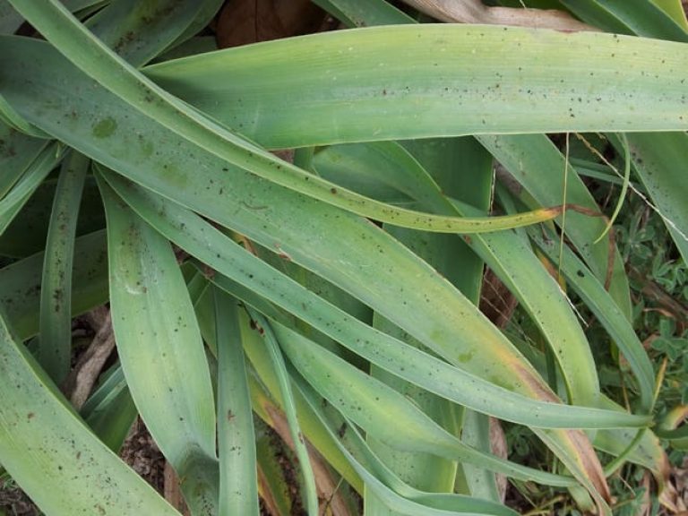 1489505911cemetery-lily-crinum-sp-detail3.jpg