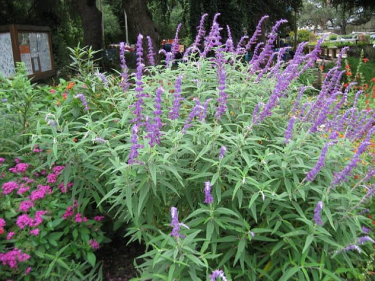 1489679535sage-velvet-salvia-leucantha-form2.jpg