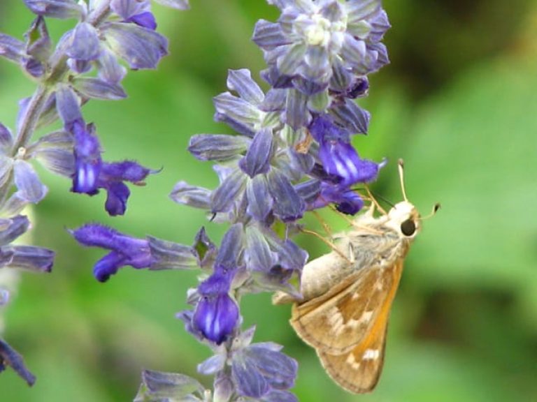 1489679758Sage-Mealy-Cup-Salvia-farinacea-detail.jpg