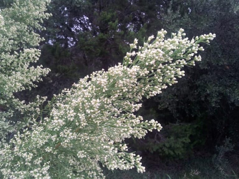 1489680976Roosevelt-Weed-Baccharis-neglecta-flower-detail.jpg