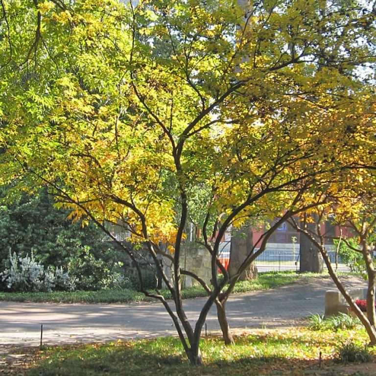 1489762921buckeye-mexican-detail-fall-color.jpg