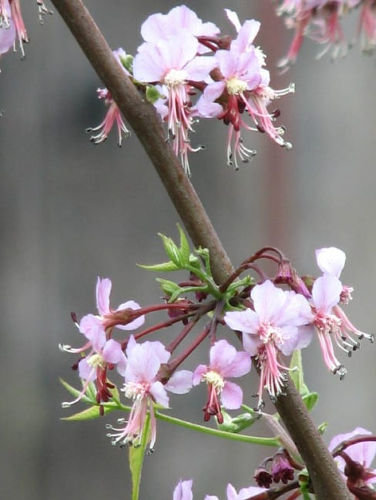 1489762940mexican-buckeye-ungnadia-speciosa-flower.jpg